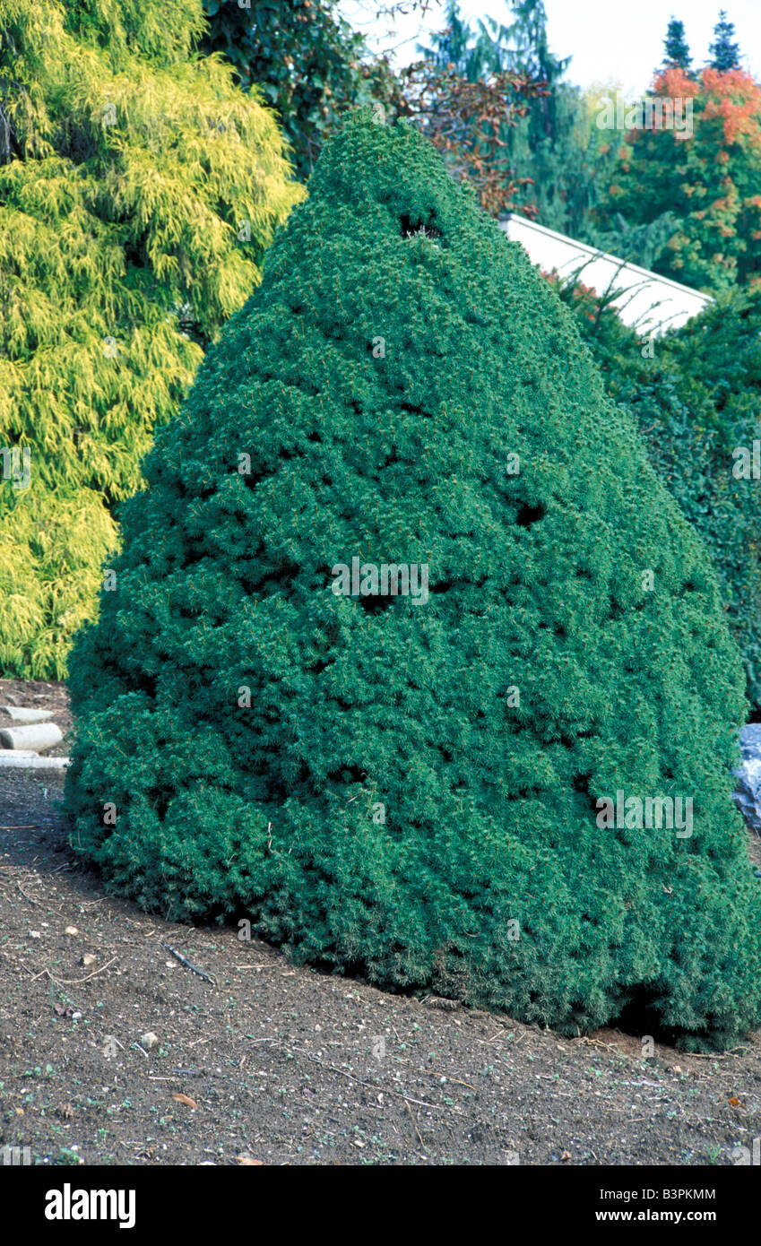 Picea glauca 'Albertiana Conica' Stock Photo