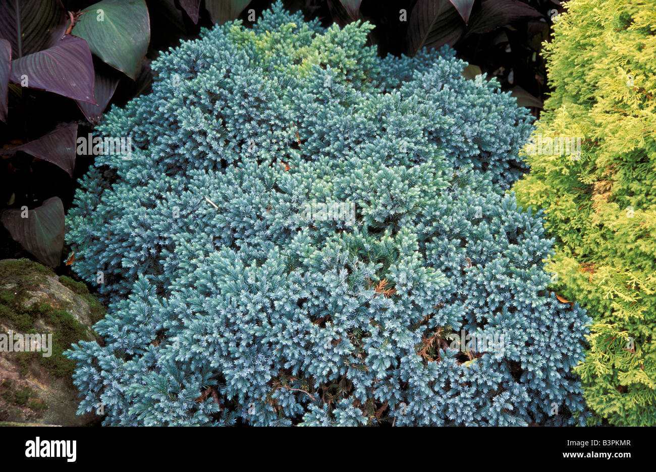 Juniperus squamata 'Blue Star' Stock Photo