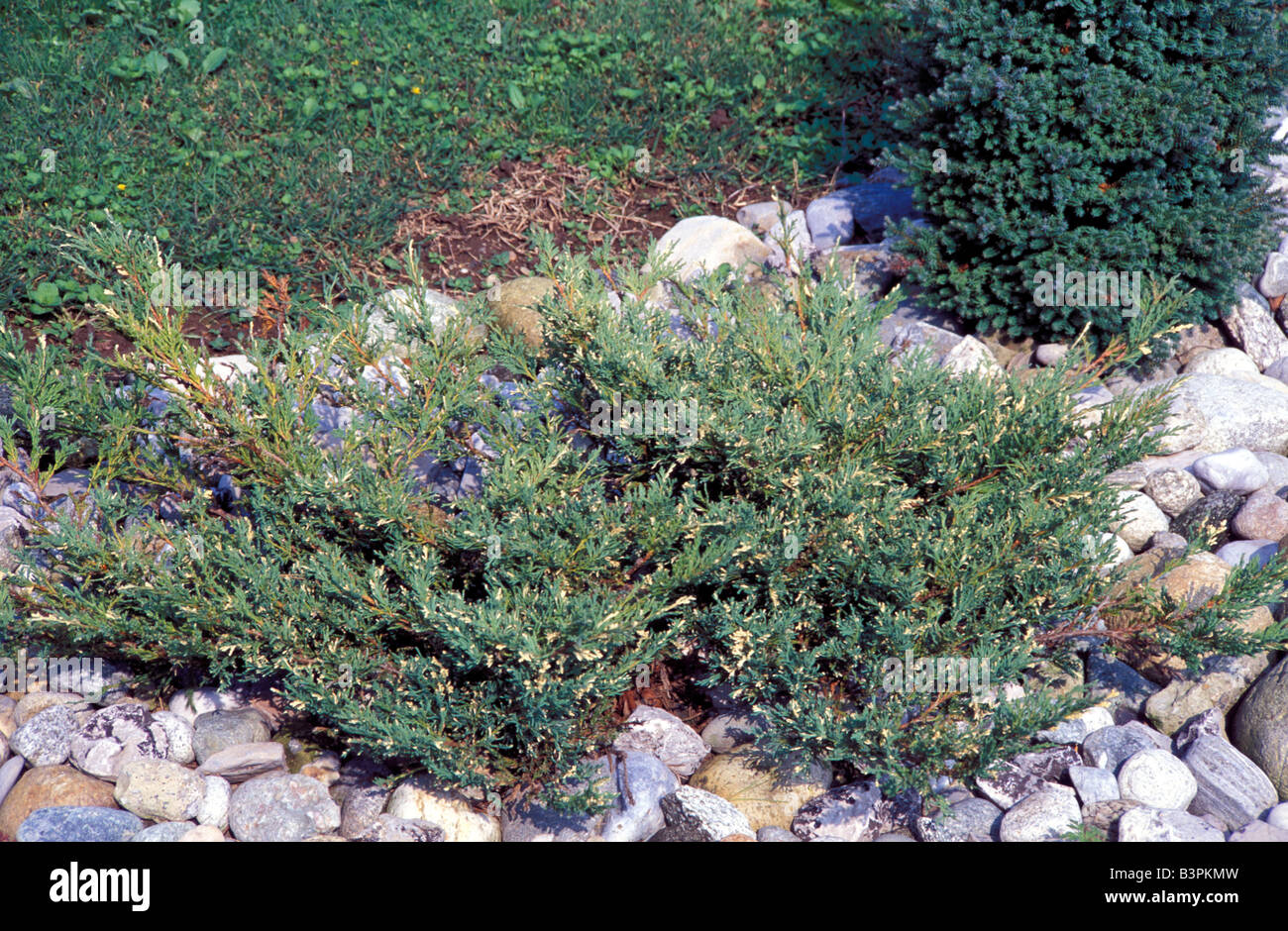 Juniperus horizontalis 'Andorra Variegata' Stock Photo