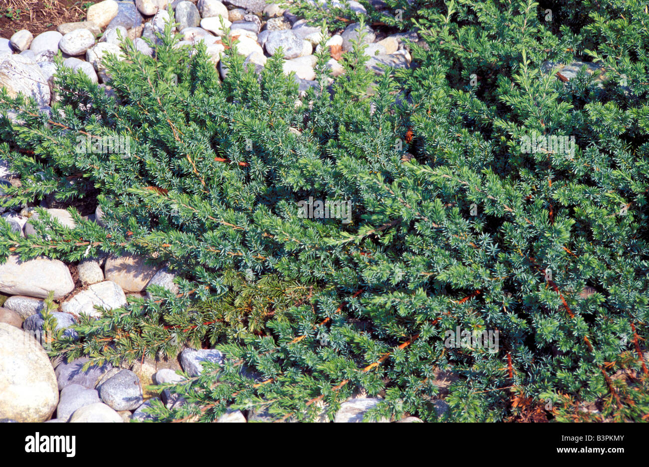 Juniperus conferta 'Blue Pacific' Stock Photo