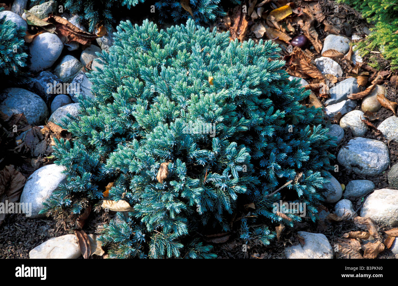 Juniperus squamata Stock Photo