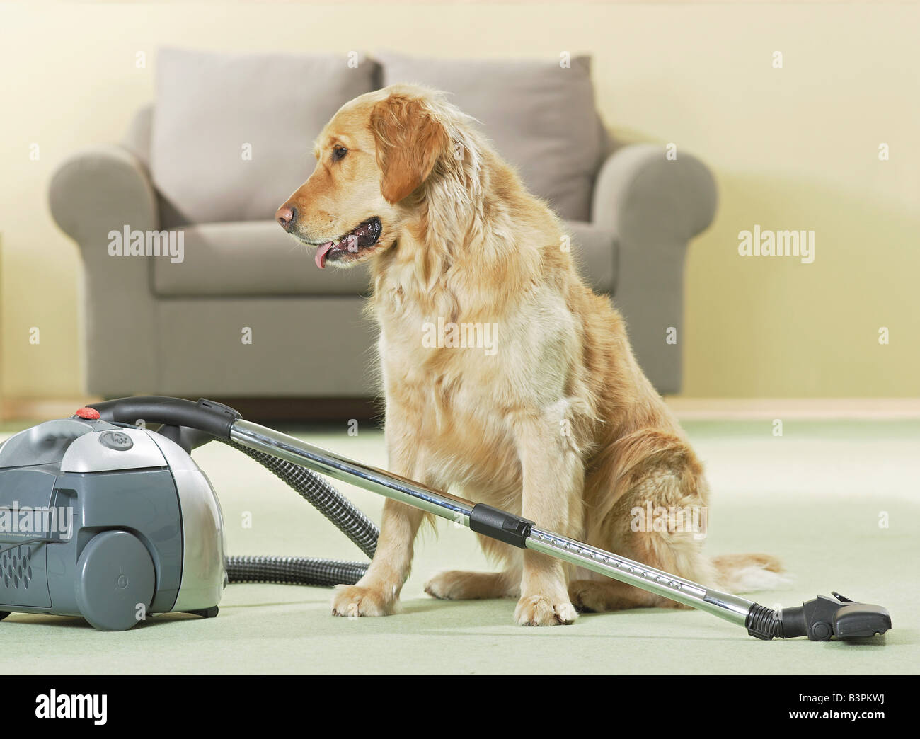 golden retriever sitting next to vacuum cleaner Stock Photo Alamy