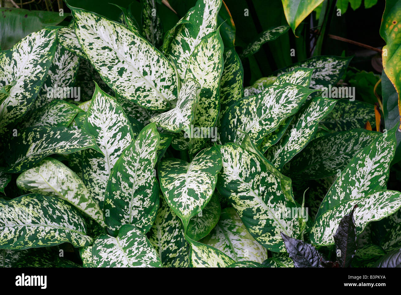 Dieffenbachia seguine 'Exotica' Stock Photo