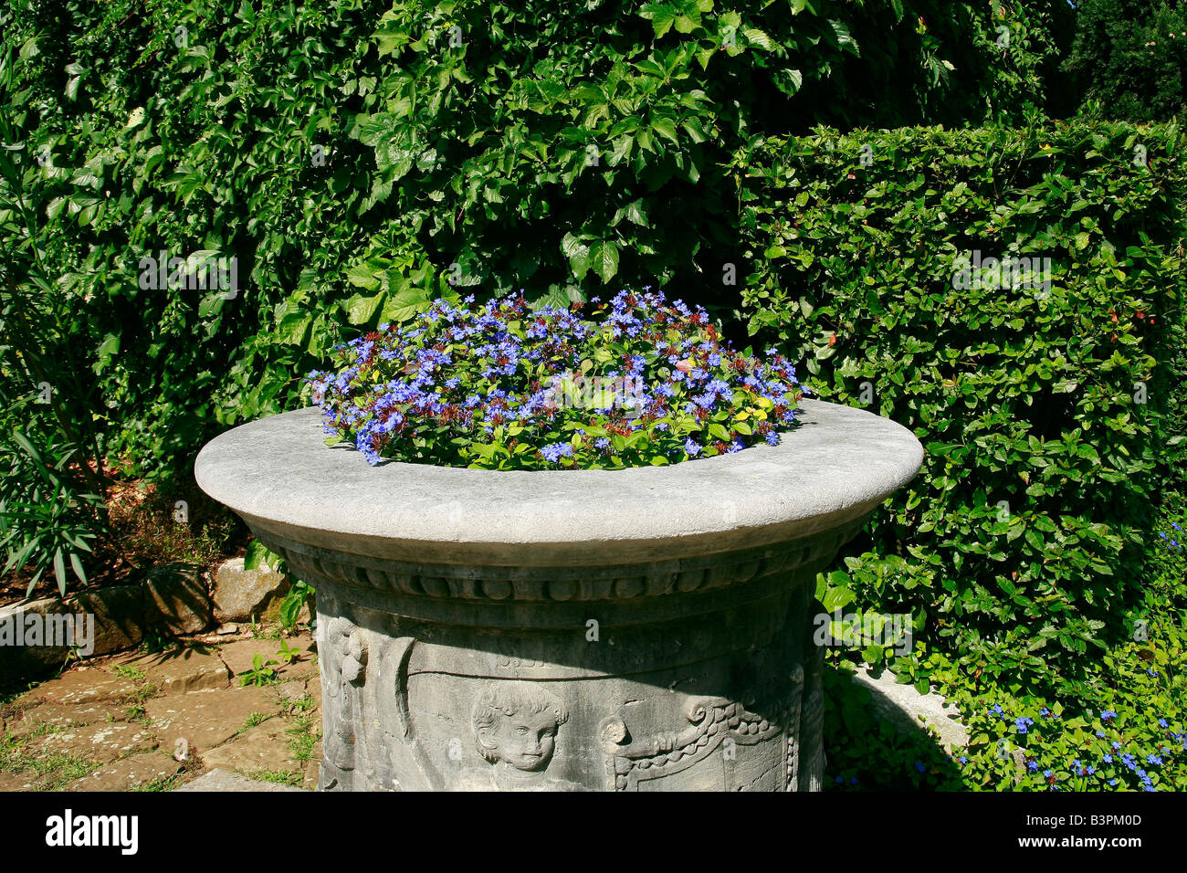 Flower pot with Ceratostigma plumbaginoides, Duino castle, Duino-Aurisina, Friuli Venezia Giulia, Italy Stock Photo