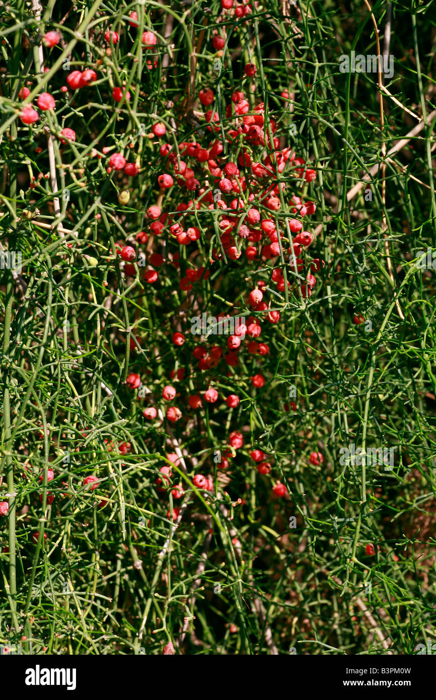 Ephedra Altissima Hi res Stock Photography And Images Alamy ephedra-altissima-hi-res-stock-photography-and-images-alamy