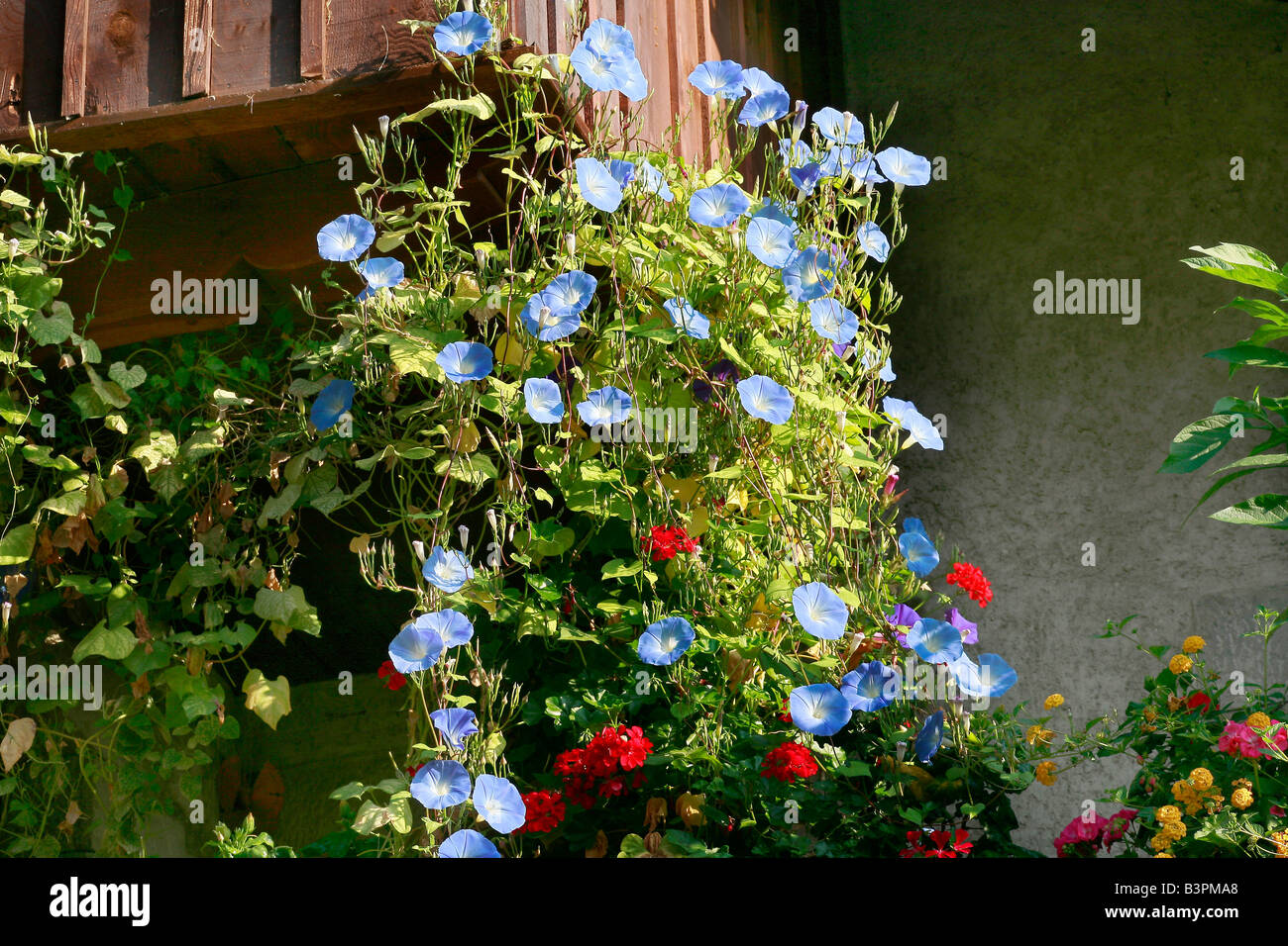 Ipomoea tricolor 'Heavenly Blue' Stock Photo