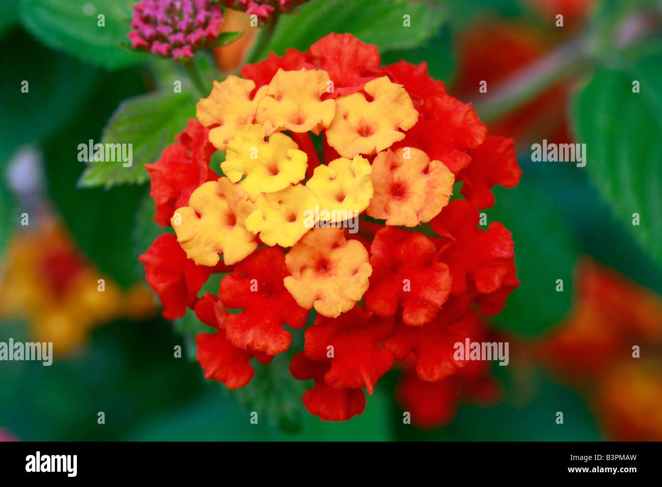 Lantana camara 'Radiation' Stock Photo