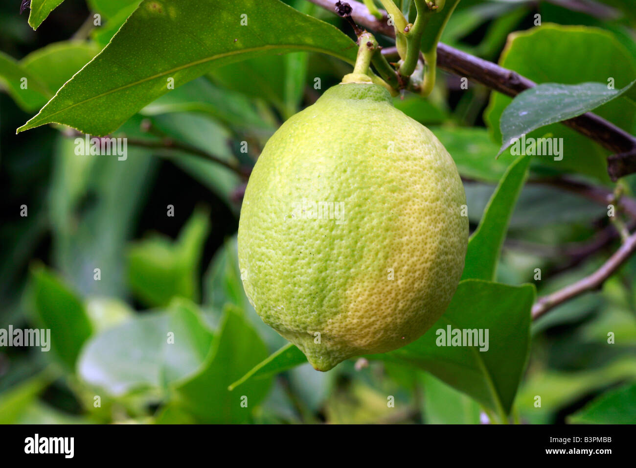 Lithe Limon Limon hi-res stock photography and images - Alamy