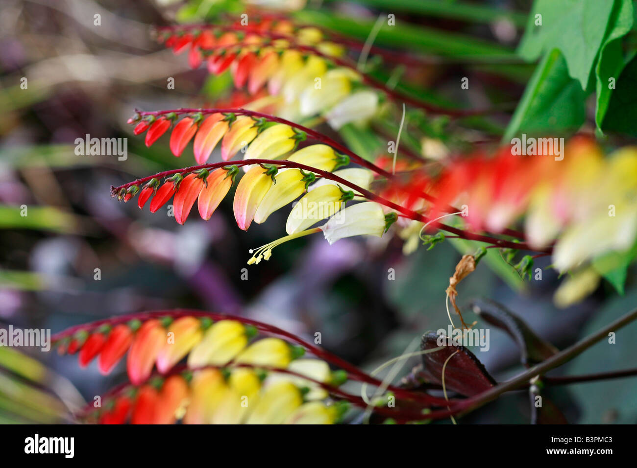 Mina lobata Stock Photo