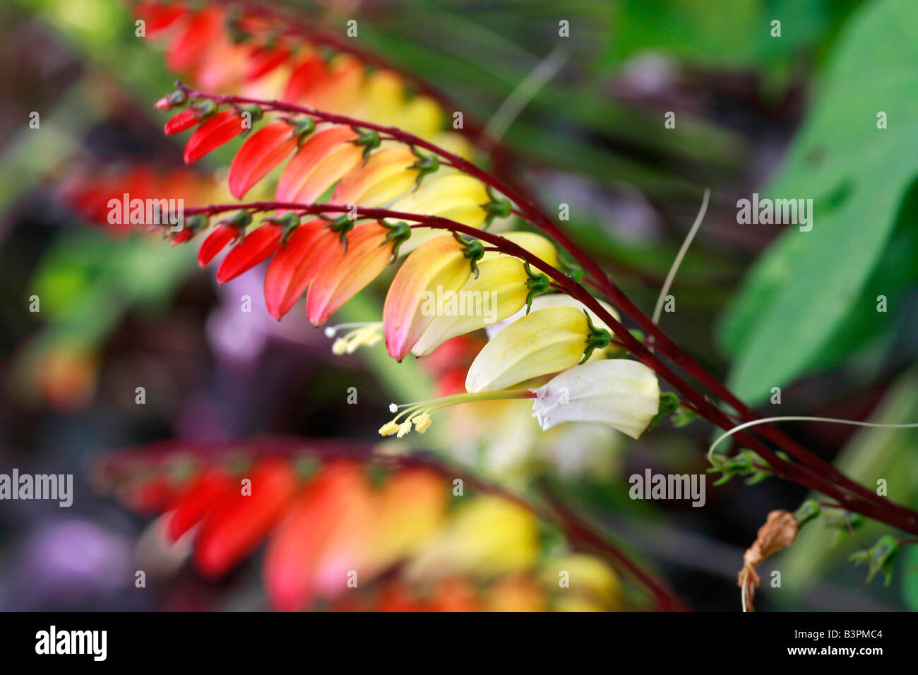 Mina lobata Stock Photo