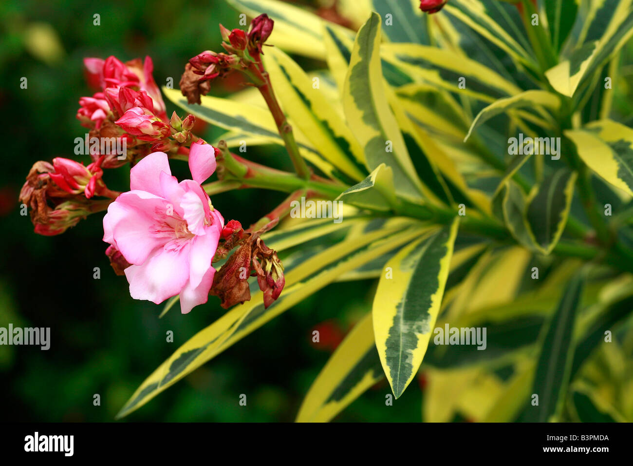 Nerium oleander "Variegatum Stock Photo - Alamy