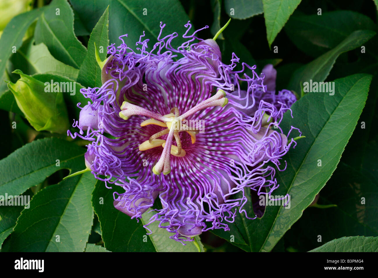 Passiflora cincinnata Stock Photo