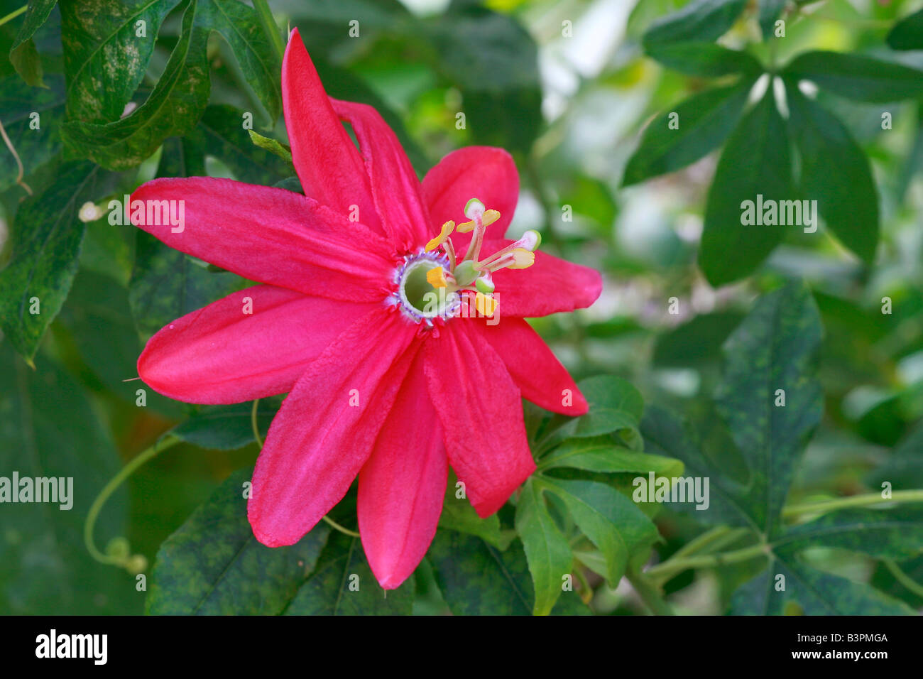 Passiflora x exoniensis Stock Photo
