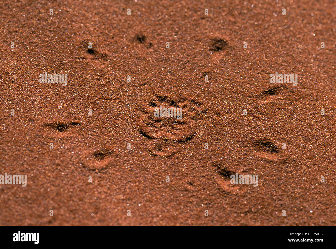 Spider tracks, Tok Tokkie Trail, NamibRand Nature Reserve, Namibia