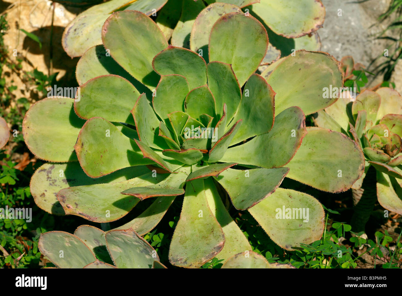 Aeonium hierrense Stock Photo