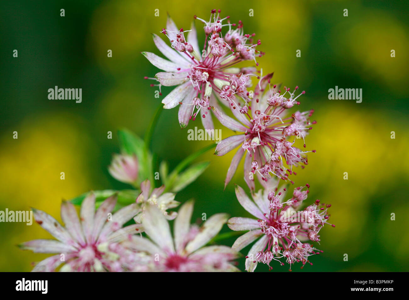 Astrantia major Stock Photo