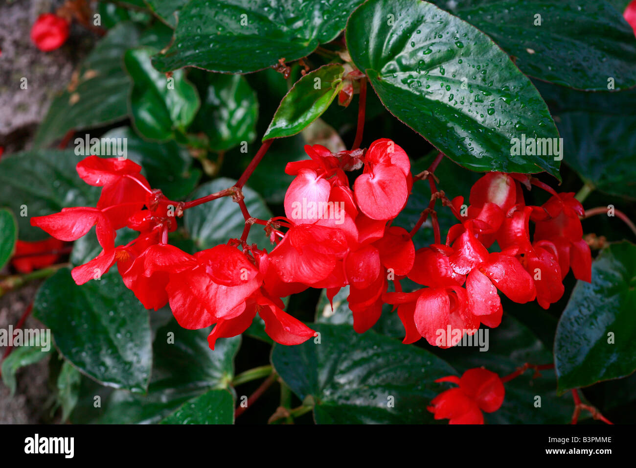 Begonia "Christmas Candy Stock Photo Alamy