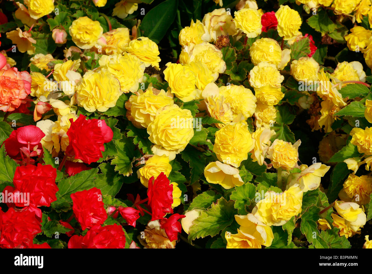 Begonia x tuberhybrida 'Non-Stop' Stock Photo