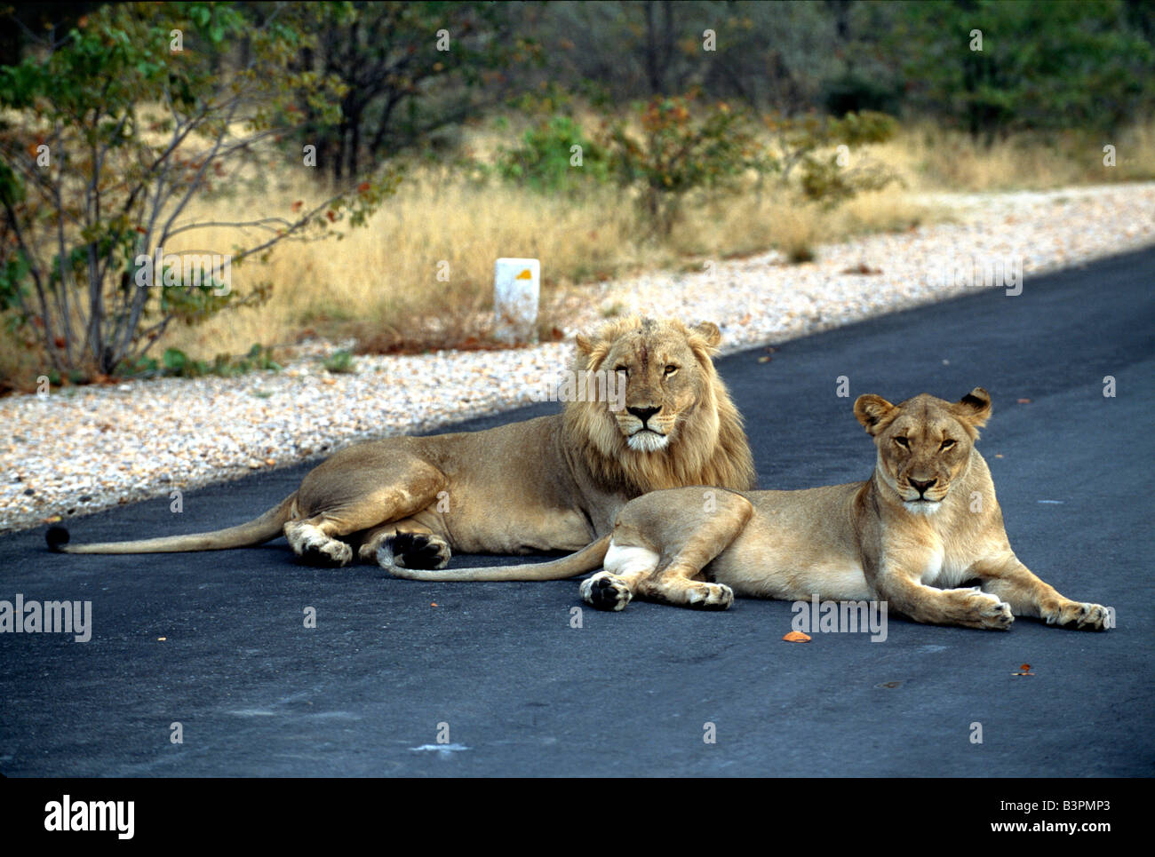 Lions (Panthera leo) laying in the middle of a road in Etosha National Park, Namibia, Africa Stock Photo