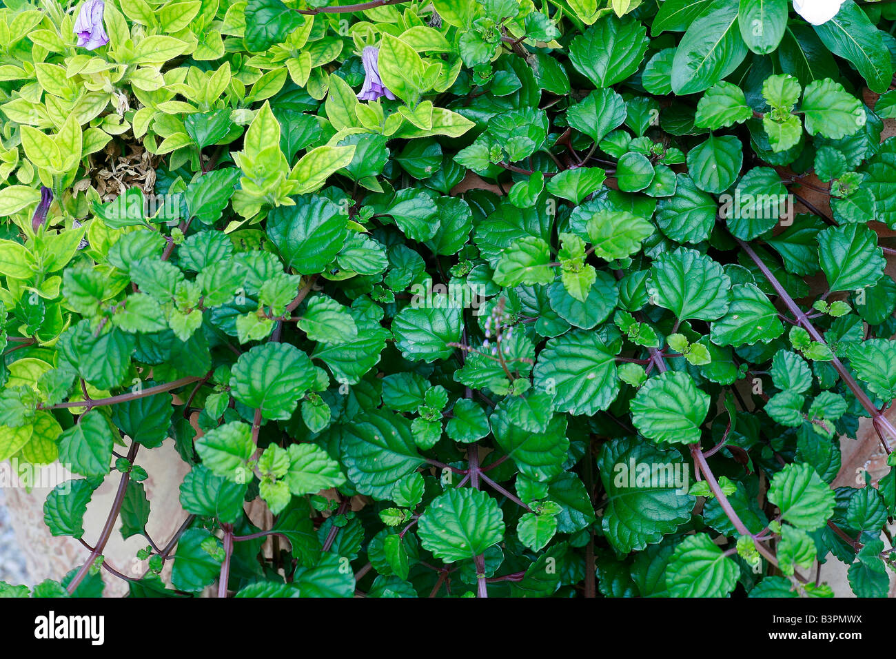 Plectranthus forsteri Stock Photo