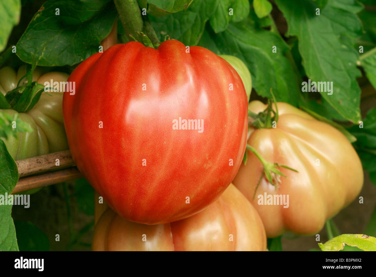 Tomato 'Cuor di Bue' Stock Photo