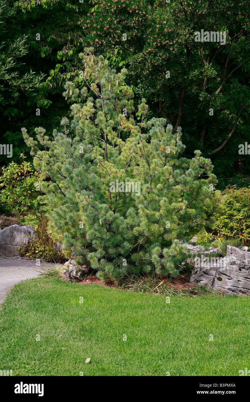 Pinus kwangtungensis Stock Photo