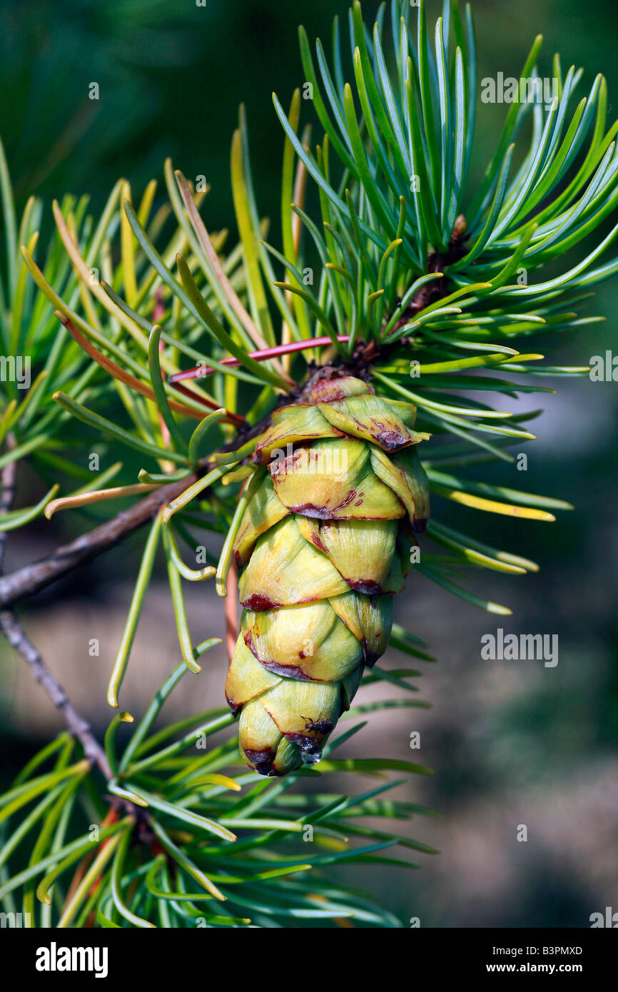 Pinus kwangtungensis Stock Photo