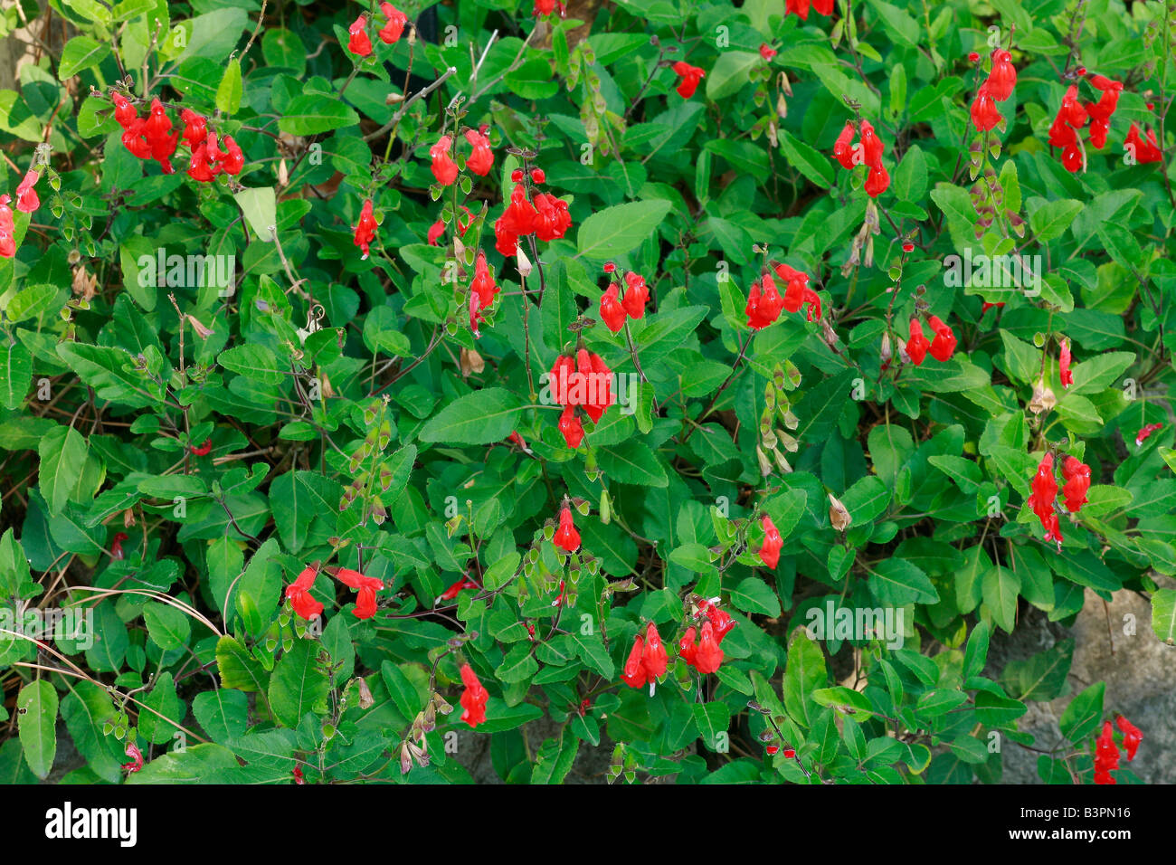 Salvia blepharophylla Stock Photo
