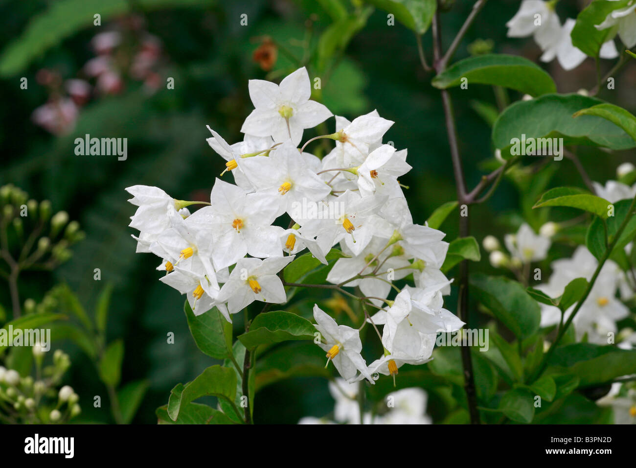 Solanum jasminoides 'Album' Stock Photo