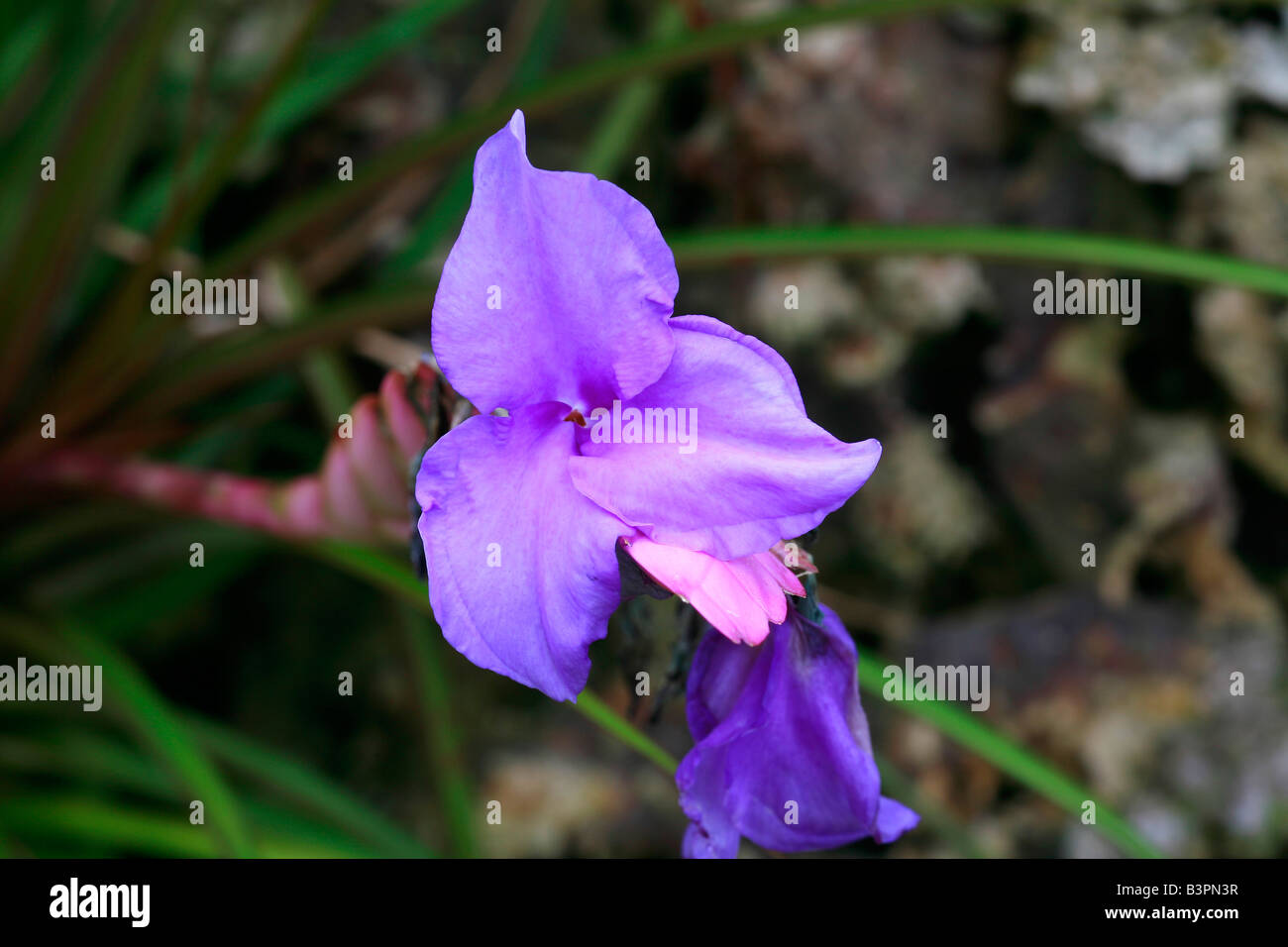 Tillandsia tillandsia sp hi-res stock photography and images - Alamy
