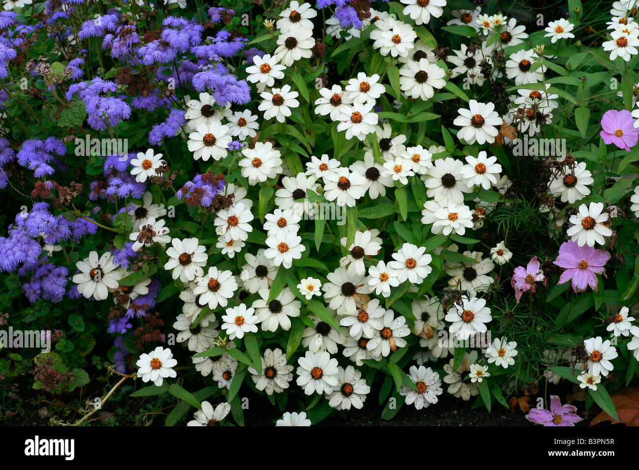 Zinnia haageana "White Star Stock Photo Alamy