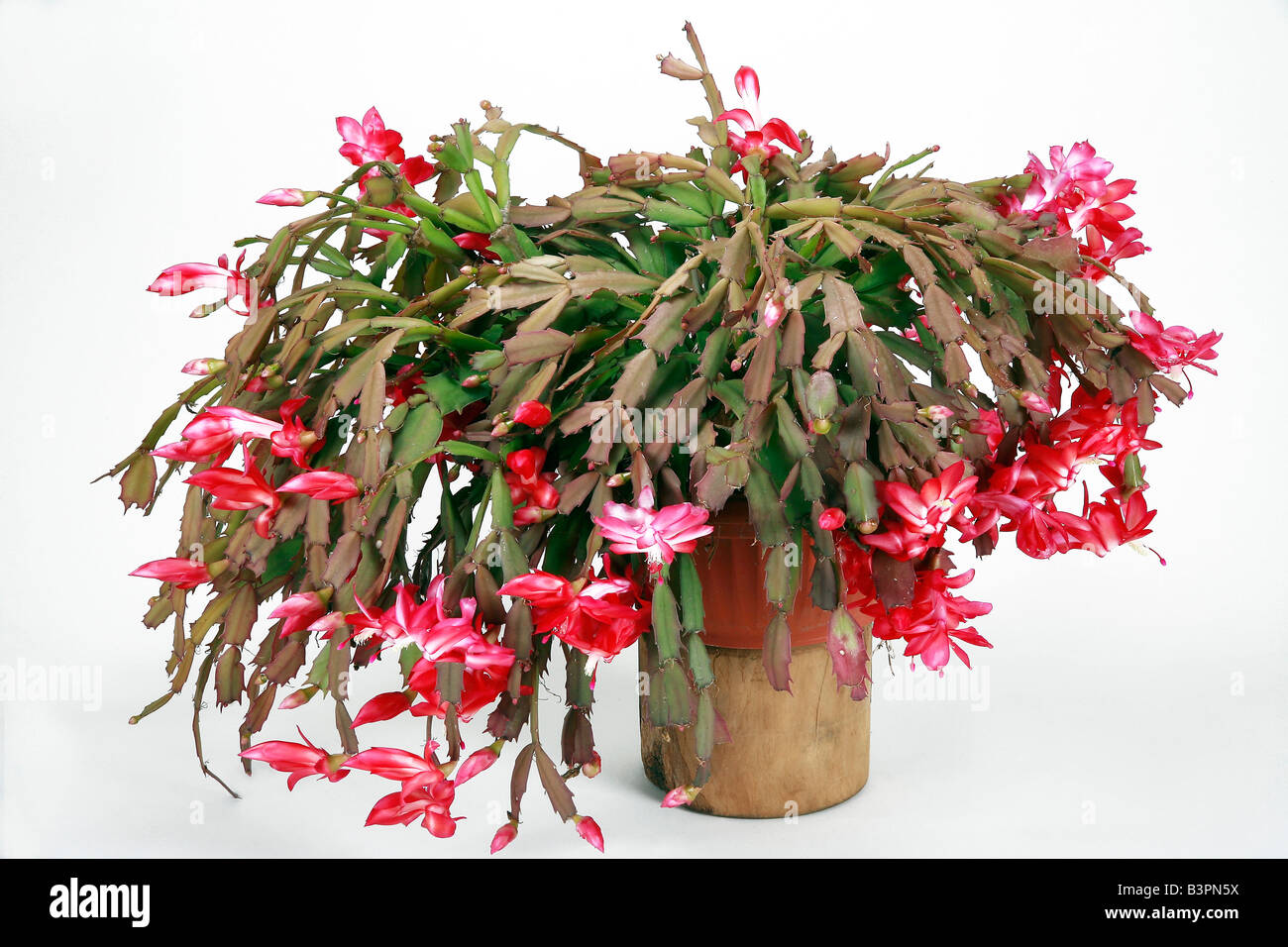 Zygocactus truncatus hires stock photography and images Alamy