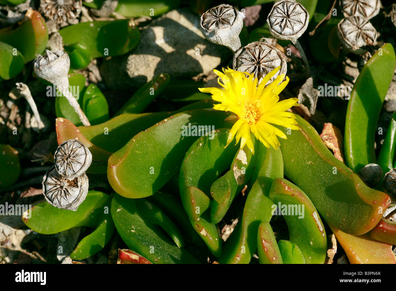 Glottiphyllum longum 'Creamcup' Stock Photo