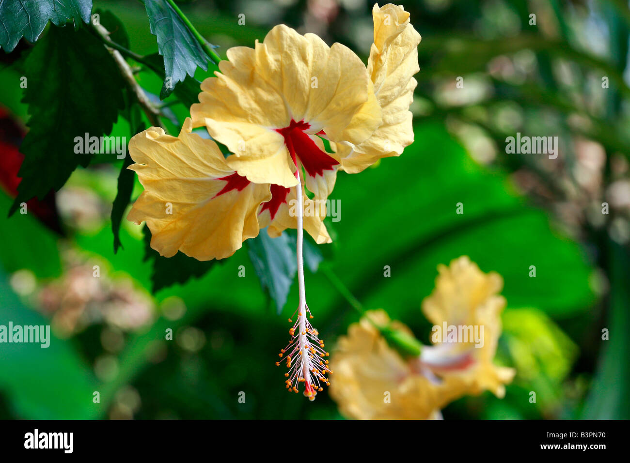 Hibiscus rosa-sinensis "Sylvia Goodman" Stock Photo