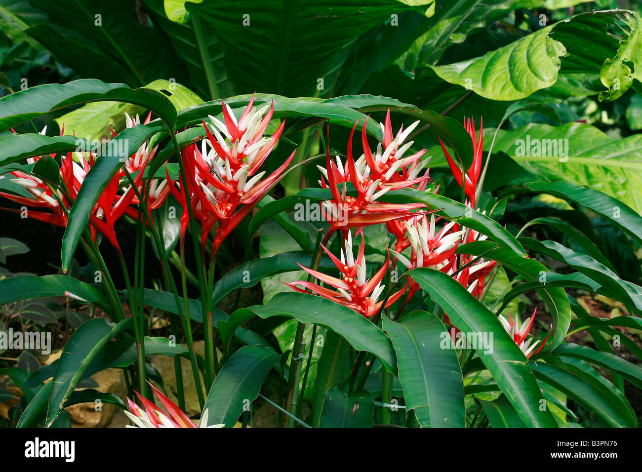 heliconia psittacorum viridi download free heliconia psittacorum viridi download free