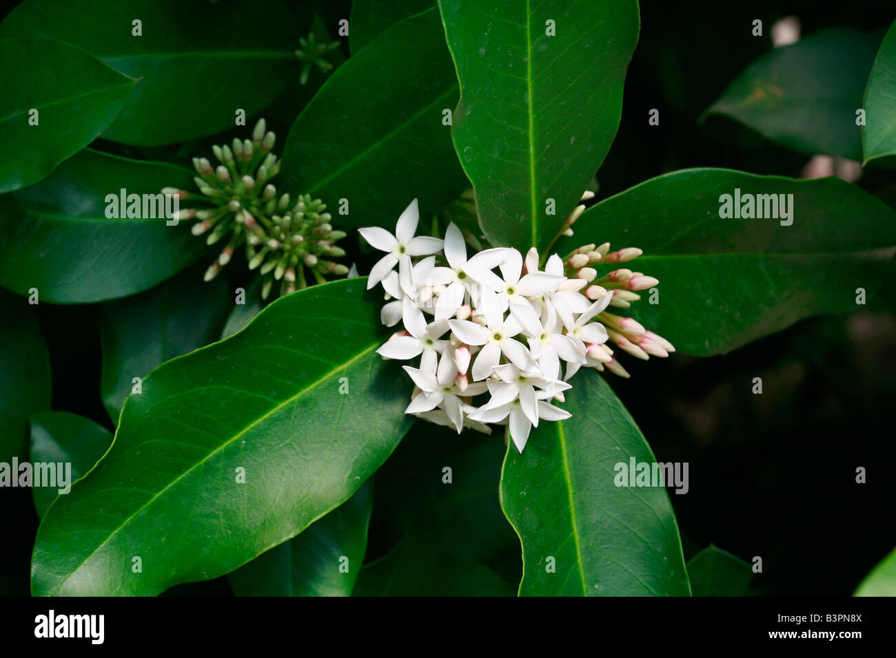 Acokanthera oblongifolia Stock Photo