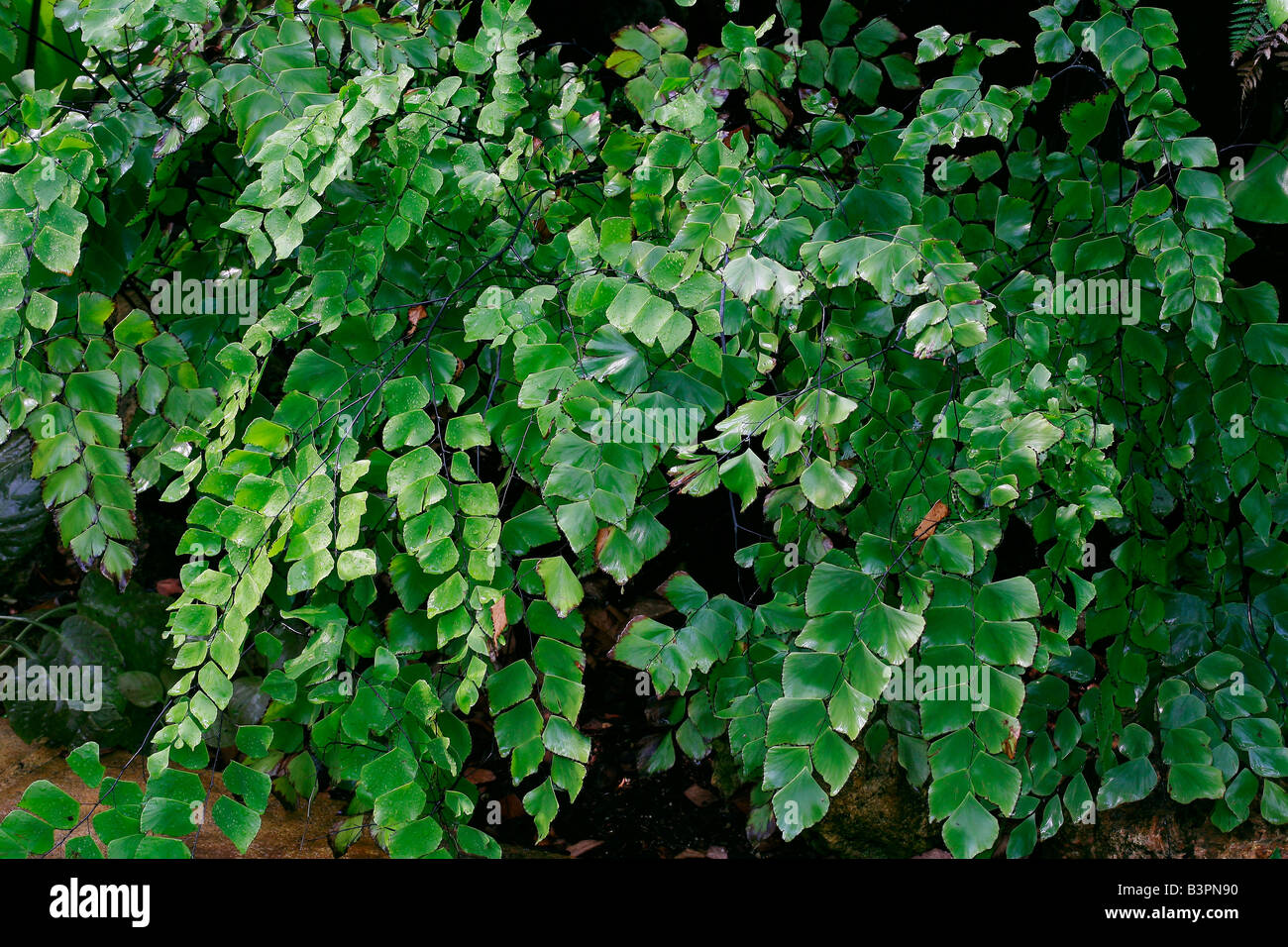 Adiantum peruvianus hi-res stock photography and images - Alamy