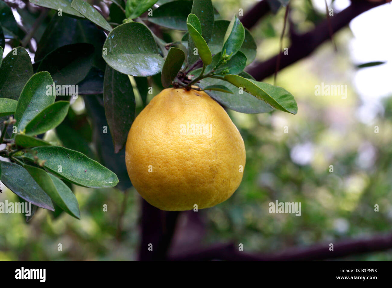 Citrus lumia 'Pyriformis' Stock Photo