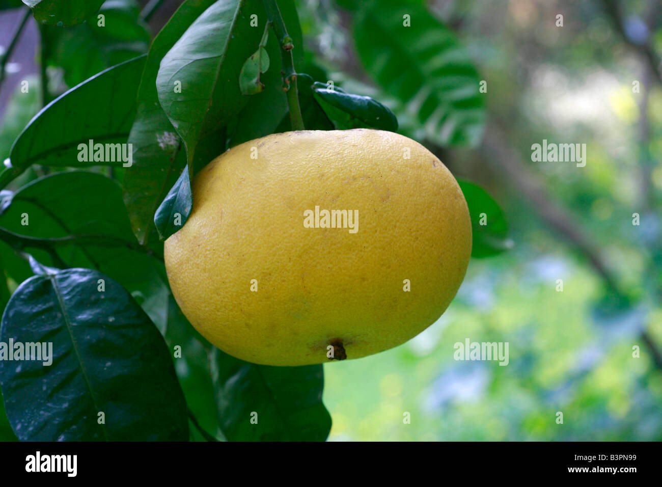 Citrus maxima Stock Photo Alamy