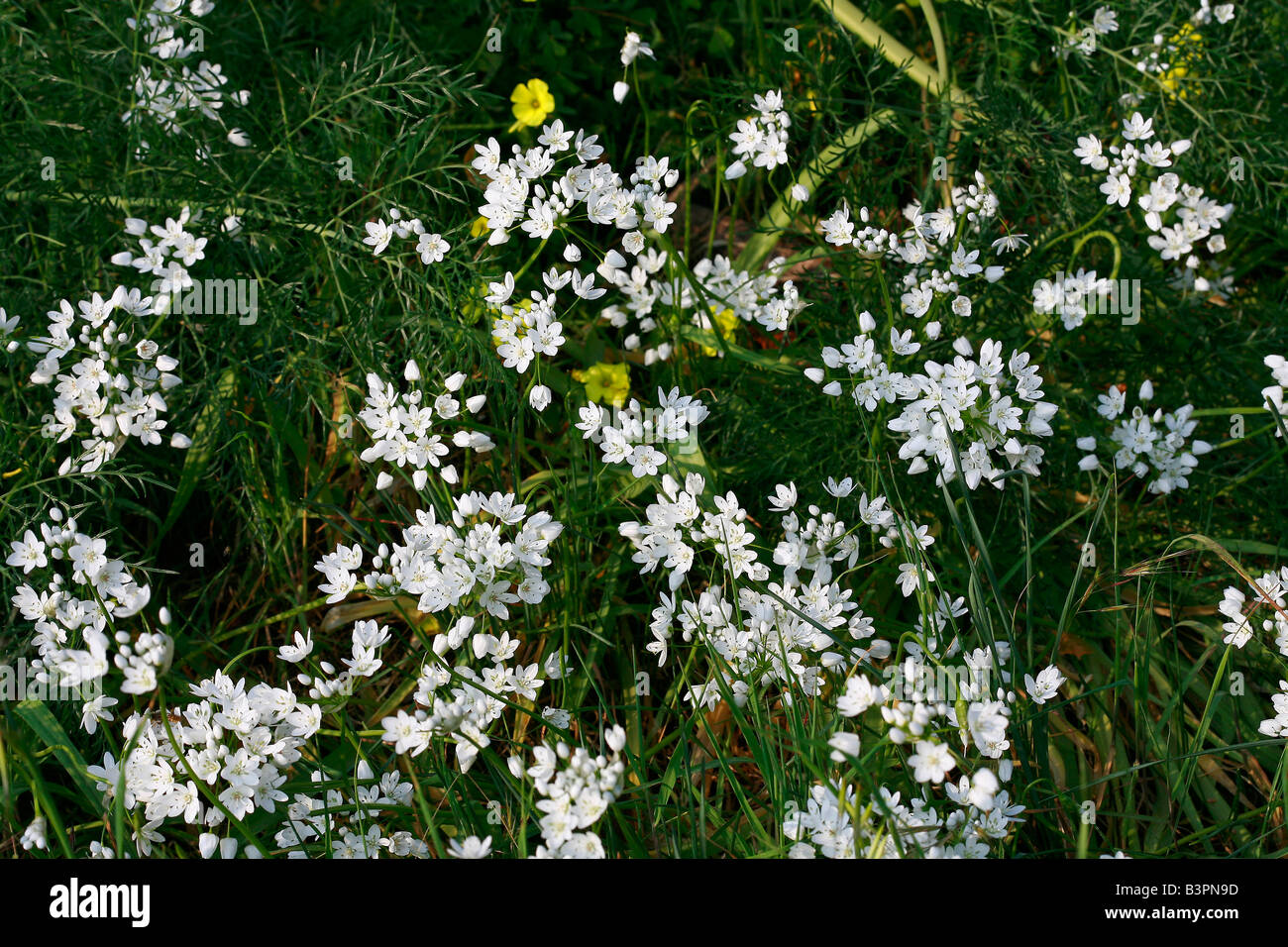 Allium neapolitanum Stock Photo