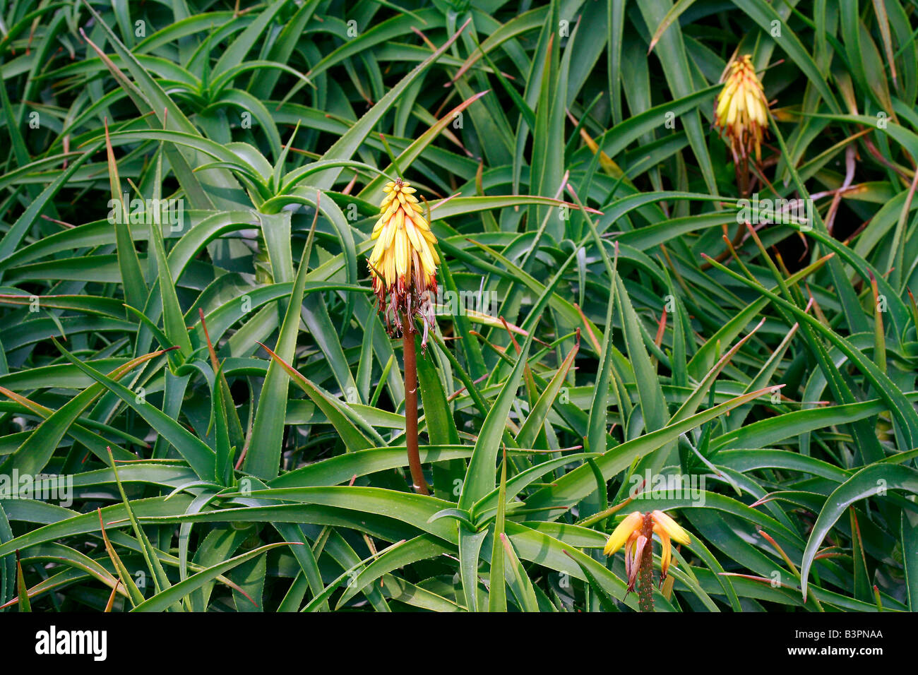 Aloe sp. Stock Photo