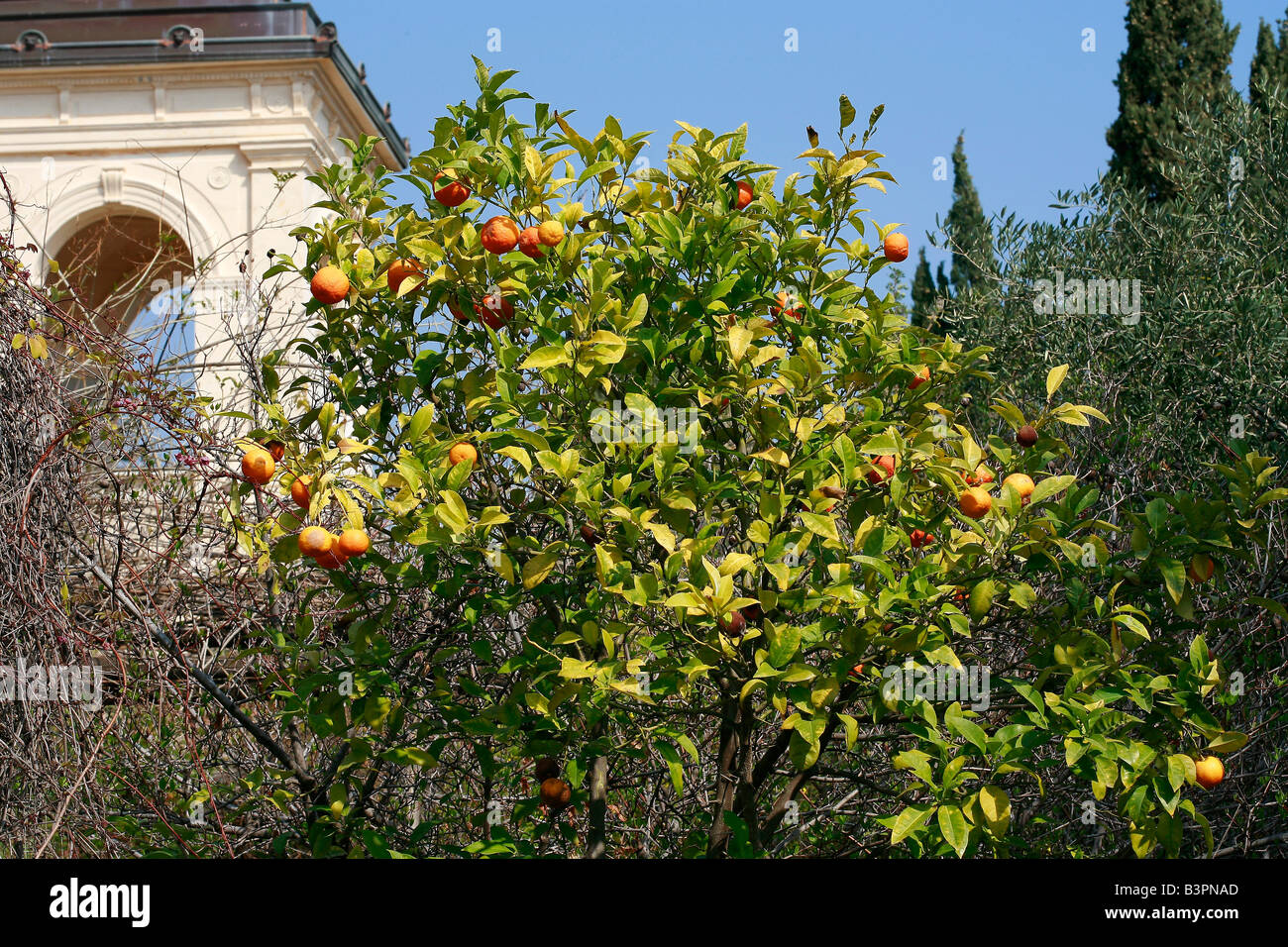 Citrus aurantium Stock Photo