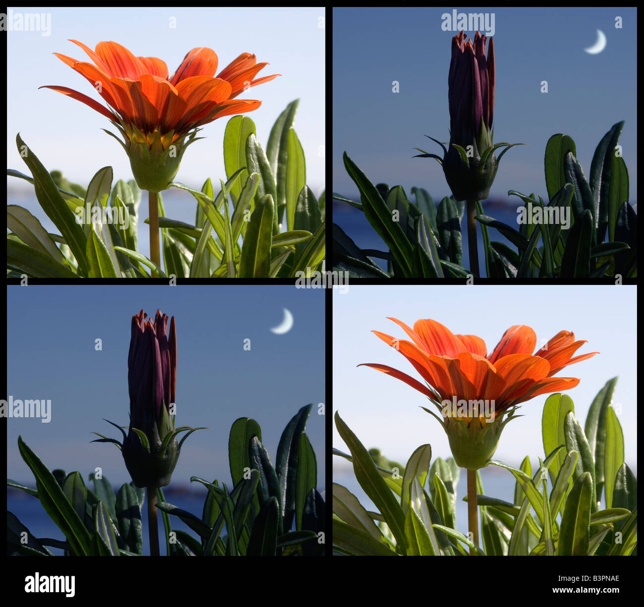 A four panel sequence collage demonstrating the photosensitivity of a Gazania flower which closes at night. Stock Photo