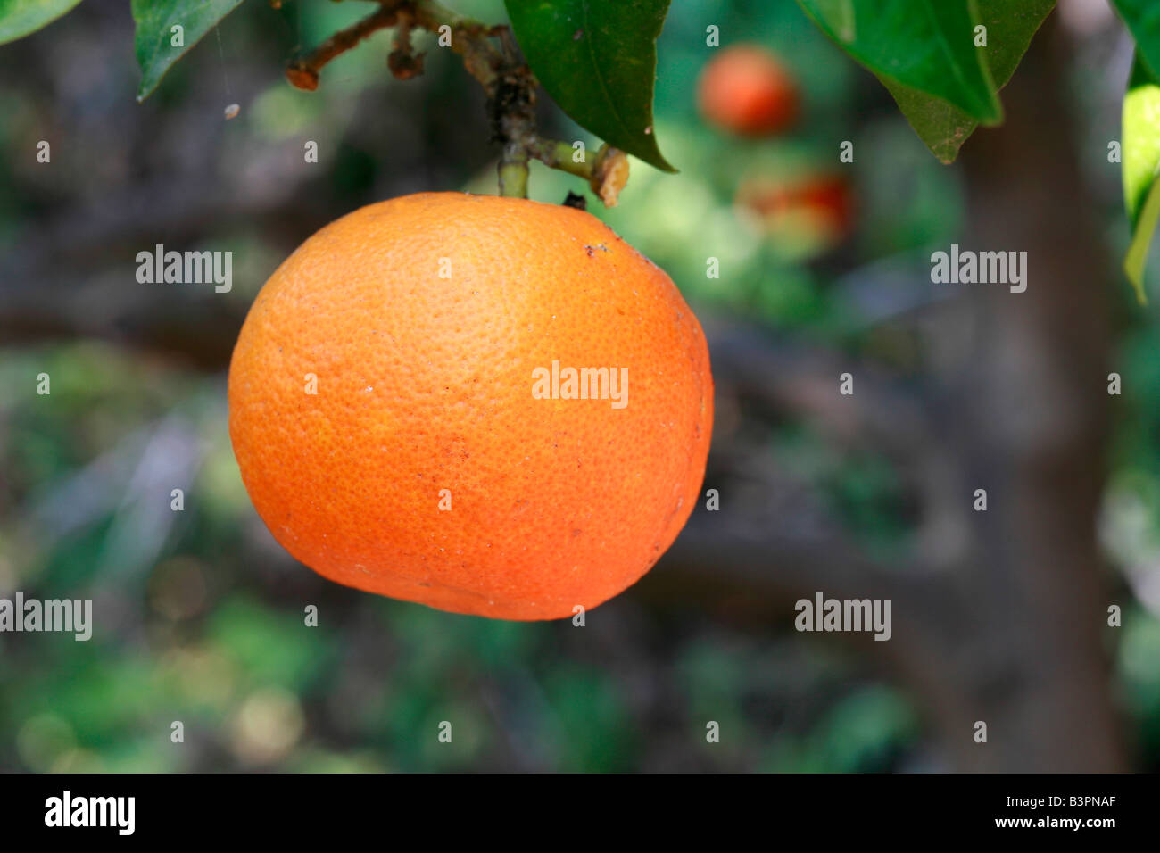 Citrus aurantium Stock Photo