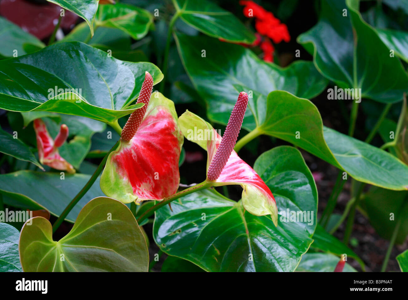 Anthurium andreanum “Madame Butterfly Stock Photo - Alamy