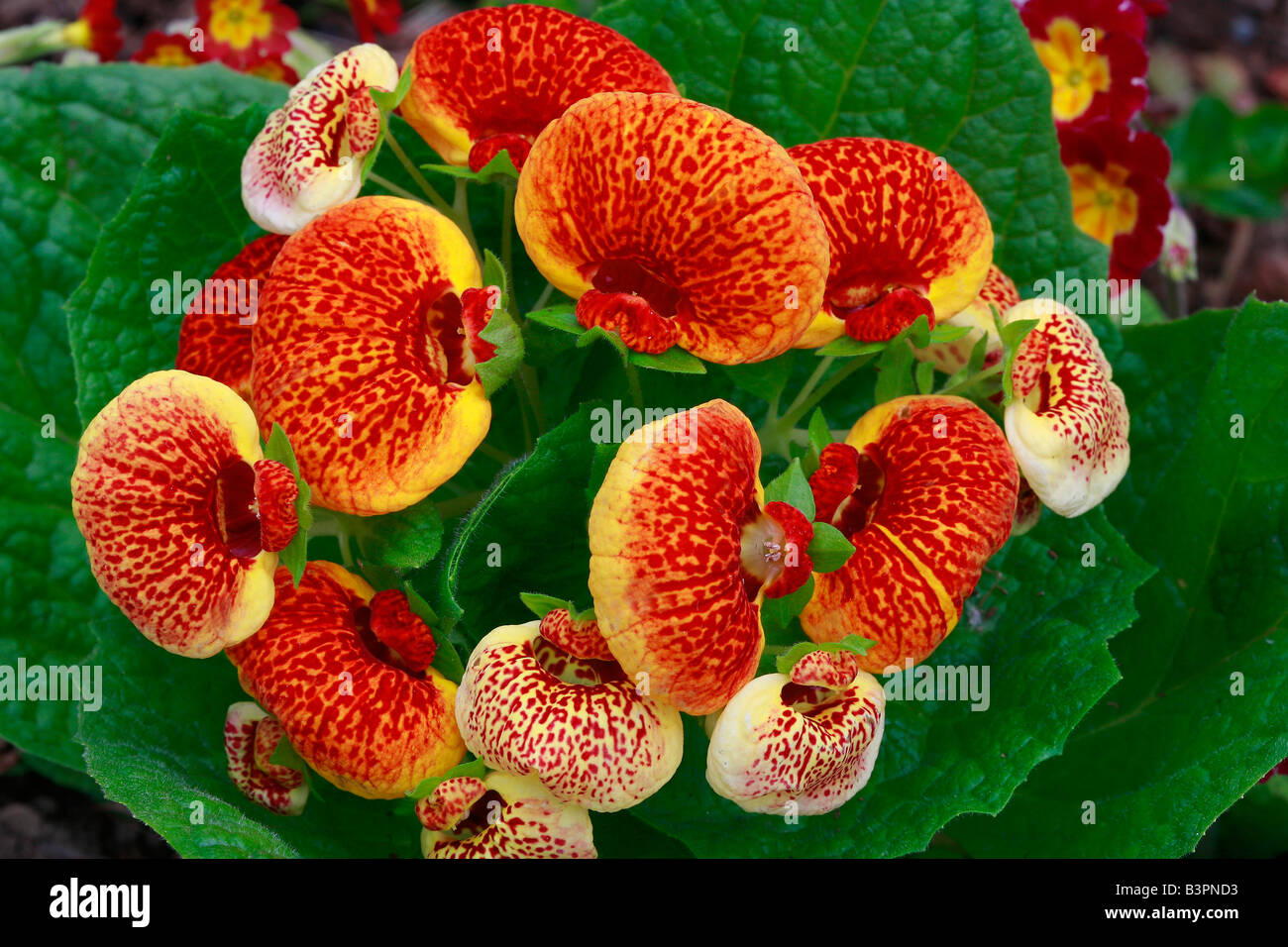 Ladys Purse Or Slipper Flower Calceolaria High-Res Stock Photo - Getty  Images