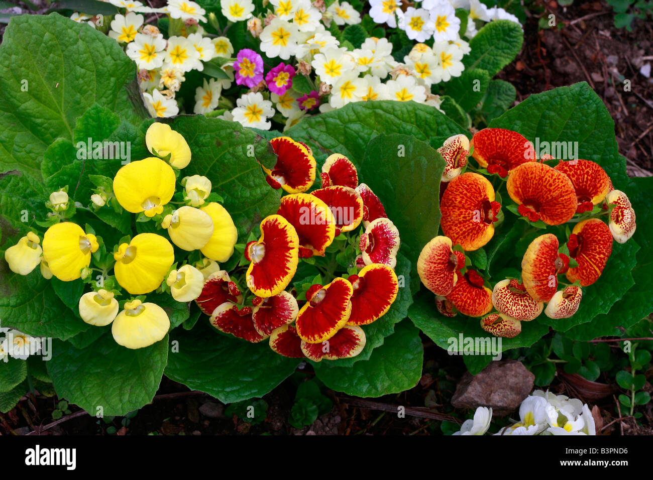 Ladys purse flower hi-res stock photography and images - Alamy