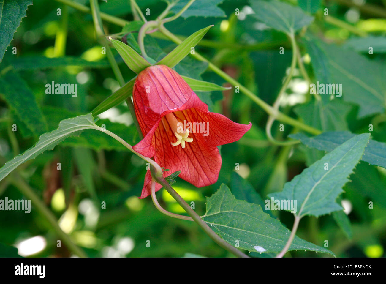 Canarina canariensis Stock Photo