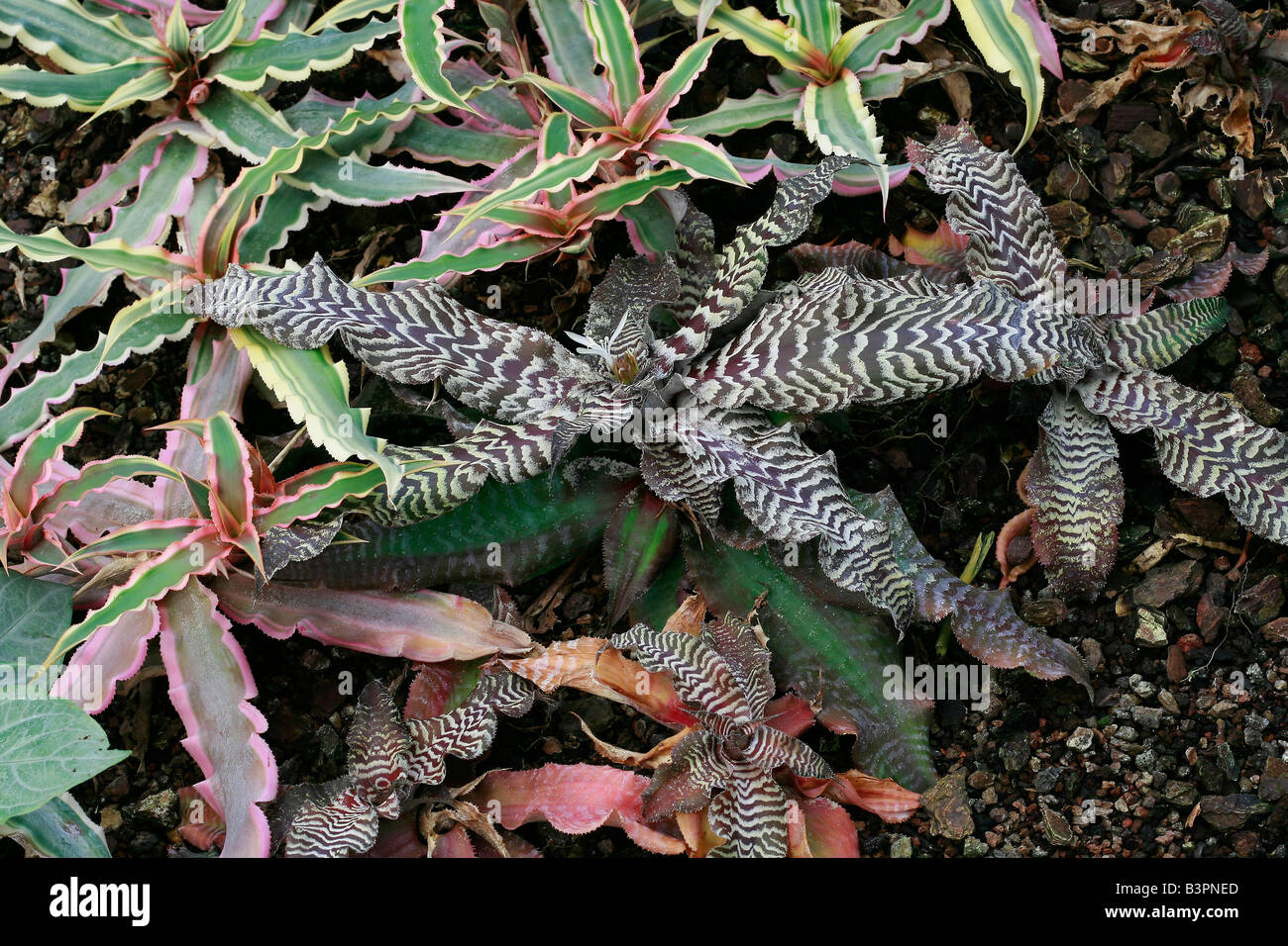Cryptanthus zonatus 'Zebrinus' and Cryptanthus bivittatus 'Tricolor' Stock Photo