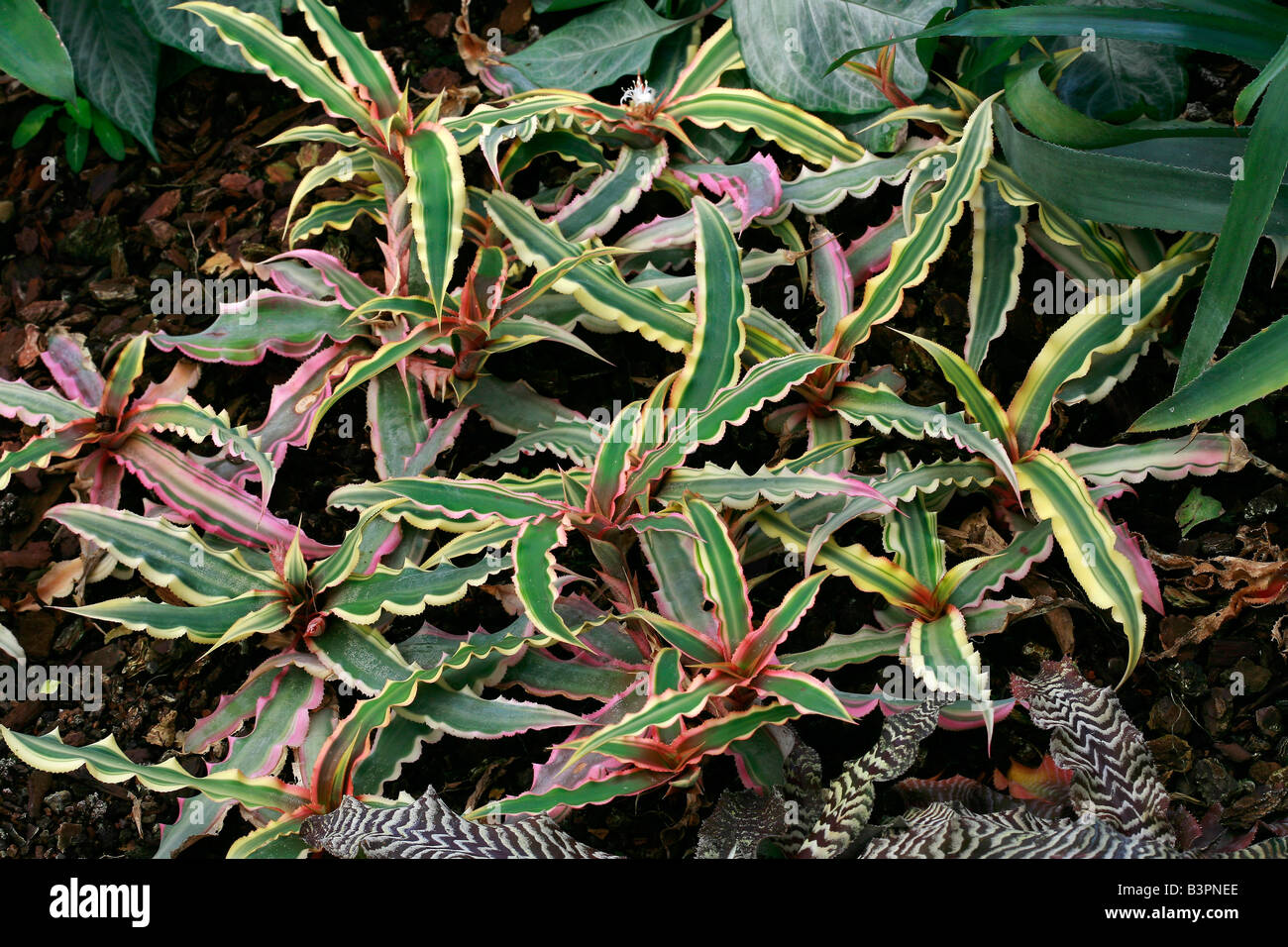 Cryptanthus bivittatus 'Tricolor' Stock Photo